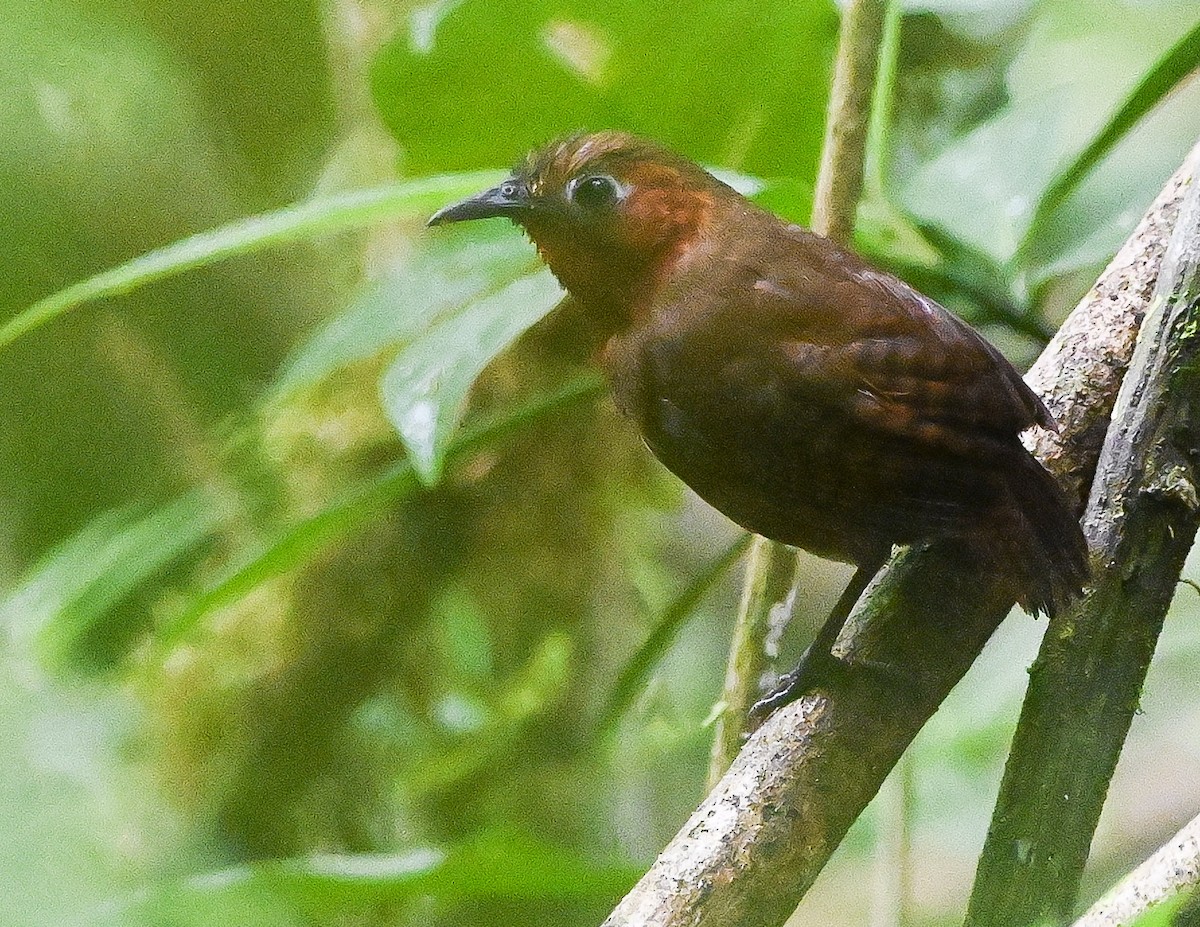 Song Wren - ML644810217