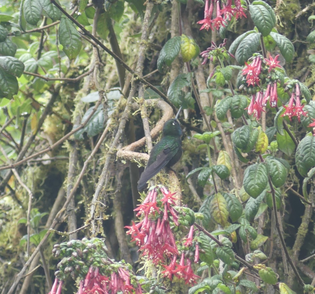 Колібрі-німфа турмаліновий - ML644810221