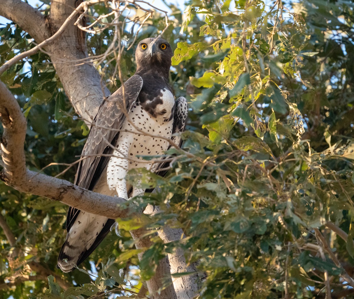 Martial Eagle - ML644810222