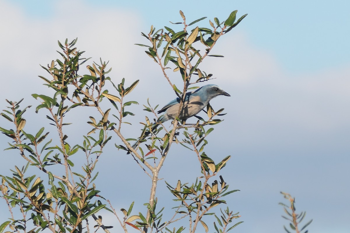 Chara Floridana - ML644810223