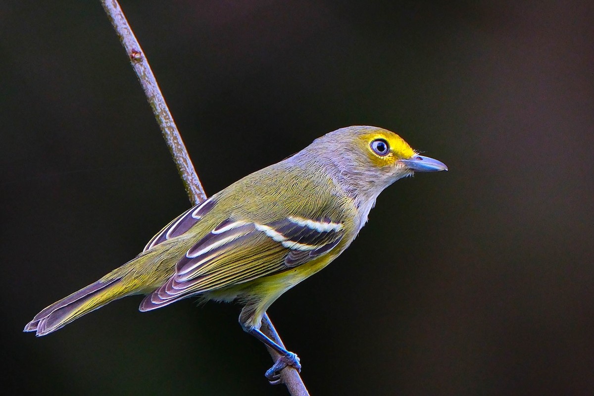 ויראו לבן-עין - ML644810226