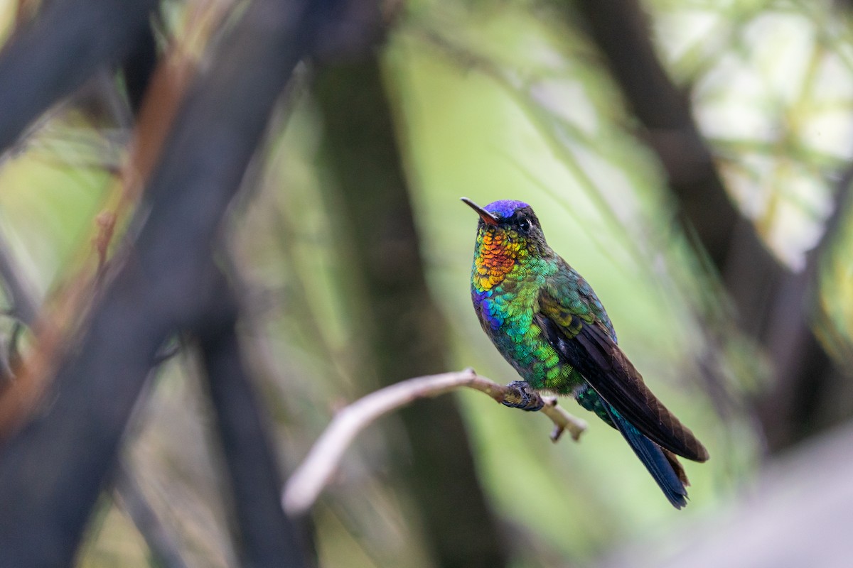 Fiery-throated Hummingbird - ML644810235