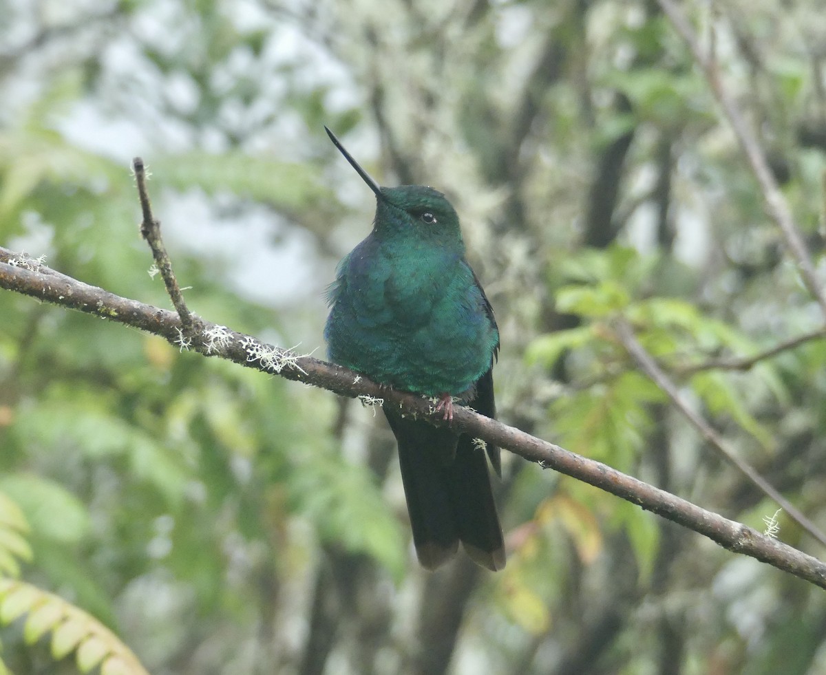 Great Sapphirewing - ML644810246