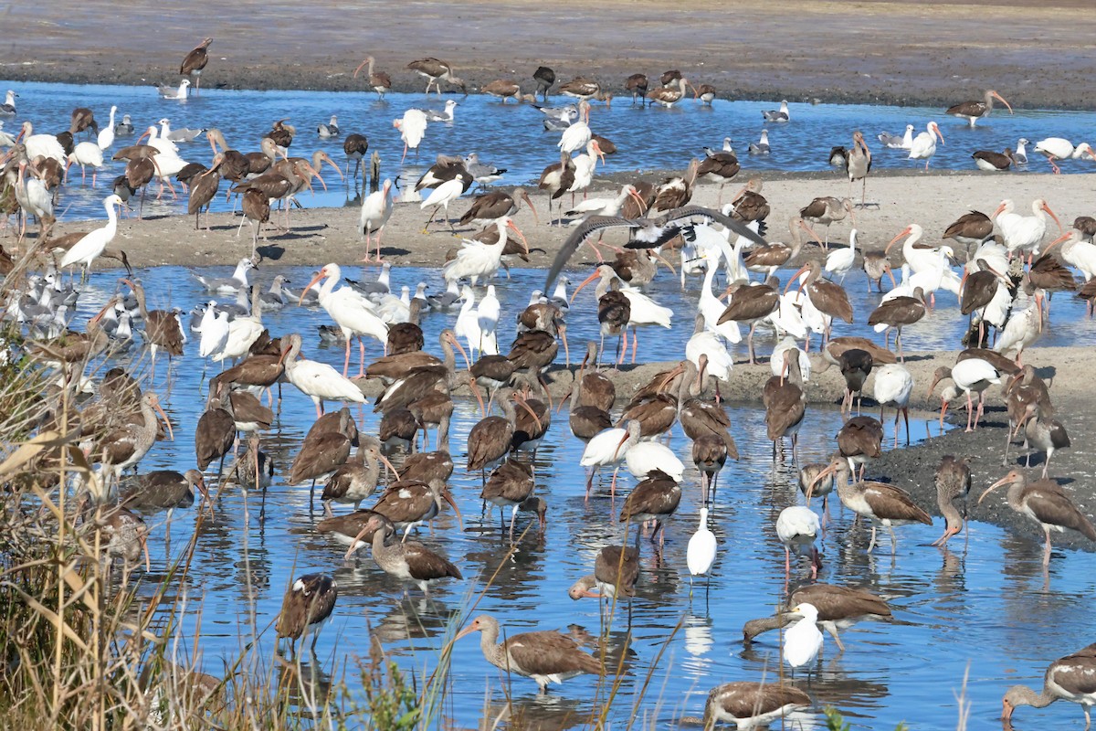 ibis bílý - ML644810251