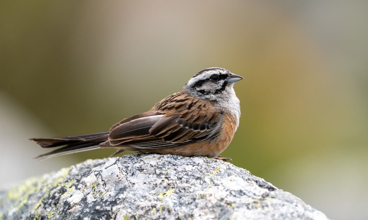 Zigolo muciatto - ML644810256