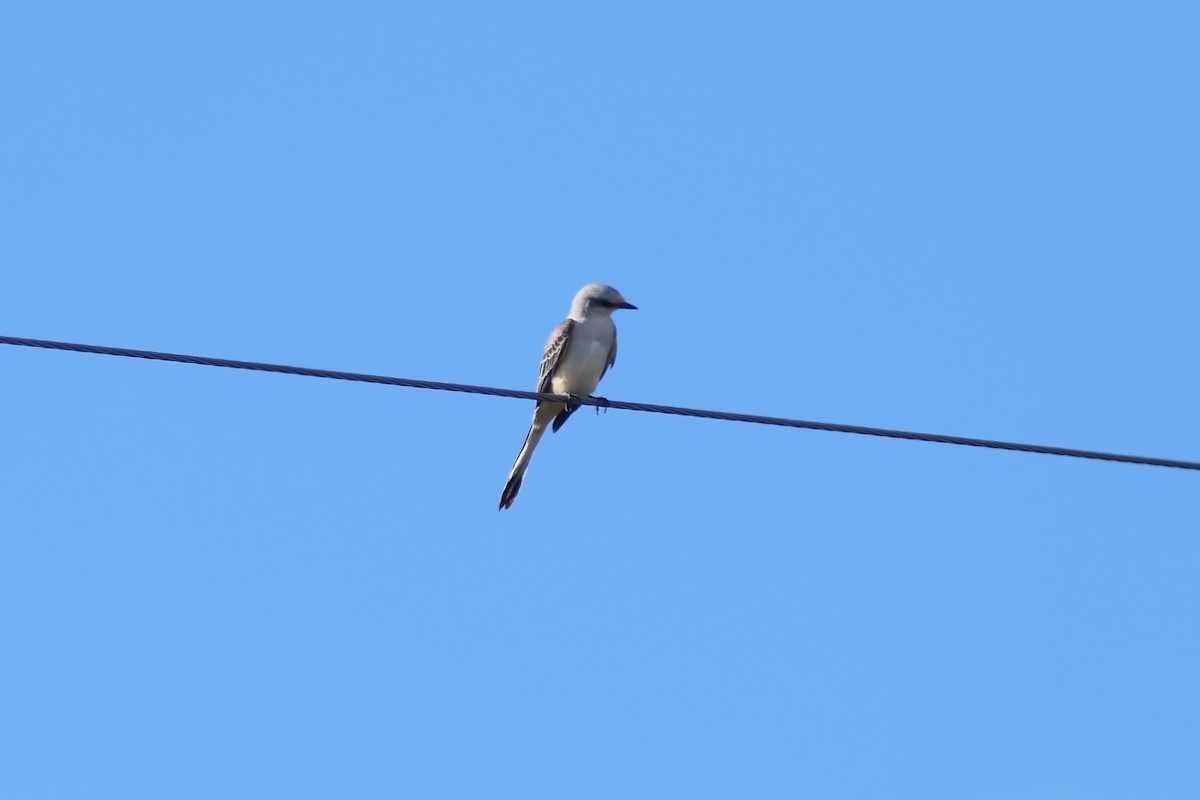 Tijereta Rosada - ML644810258