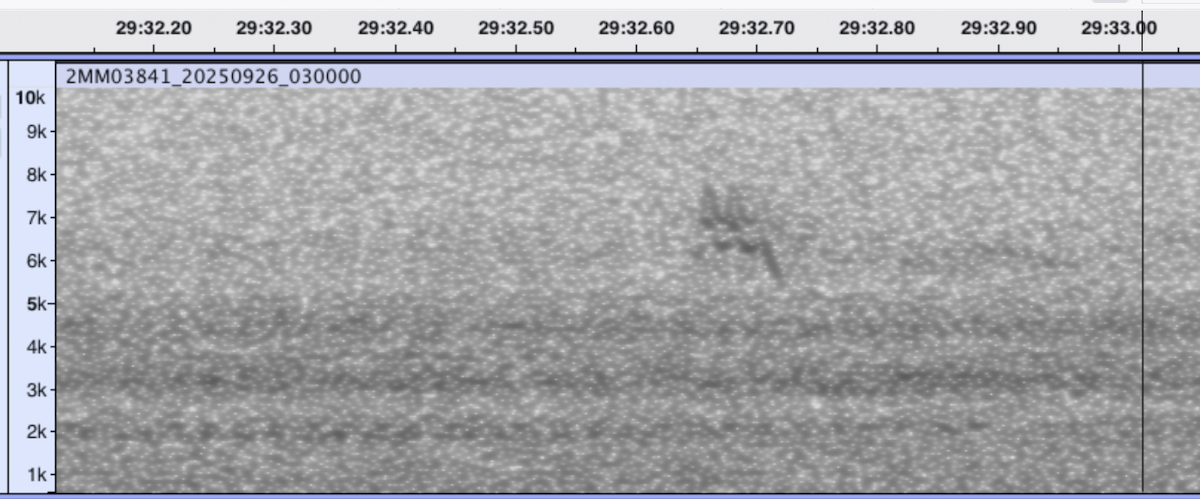 new world warbler sp. - ML644810261