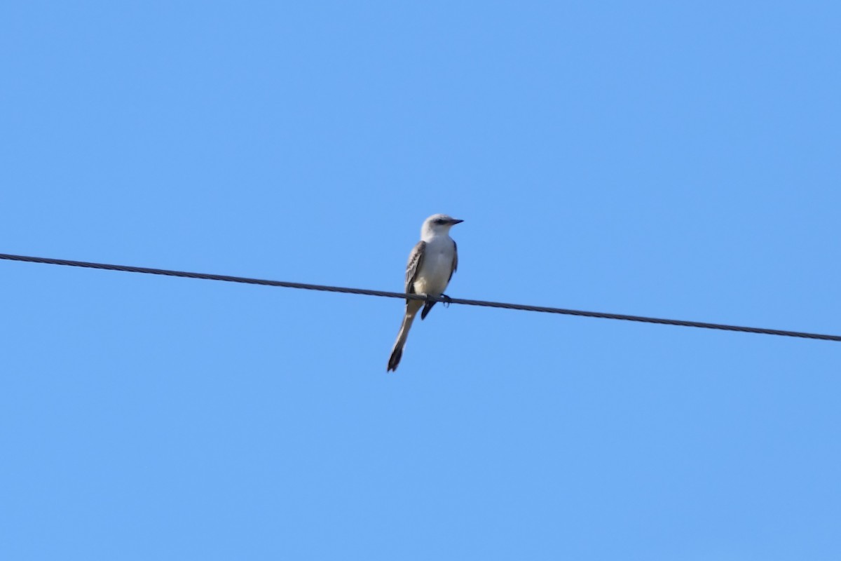 Tijereta Rosada - ML644810267