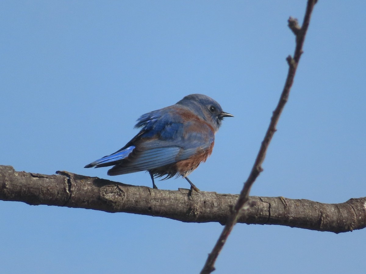 vestblåfugl - ML644810268