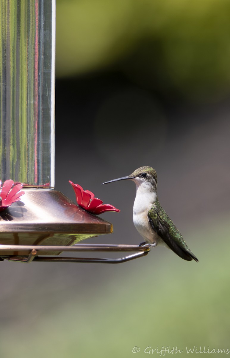 Рубиновогорлый колибри - ML644810270