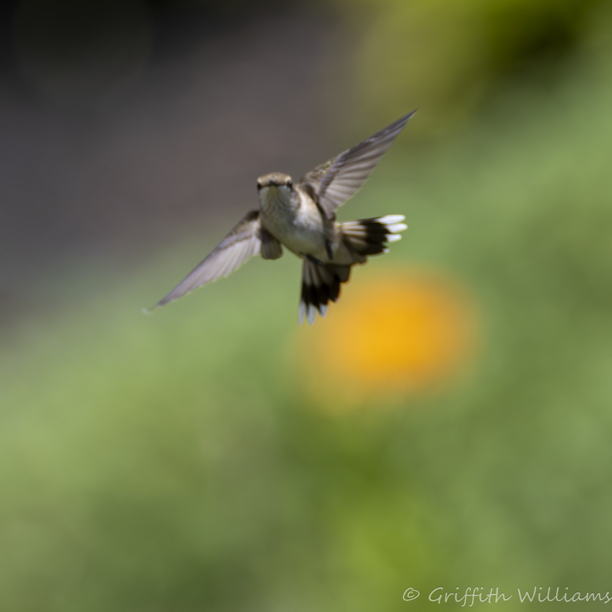 Рубиновогорлый колибри - ML644810274