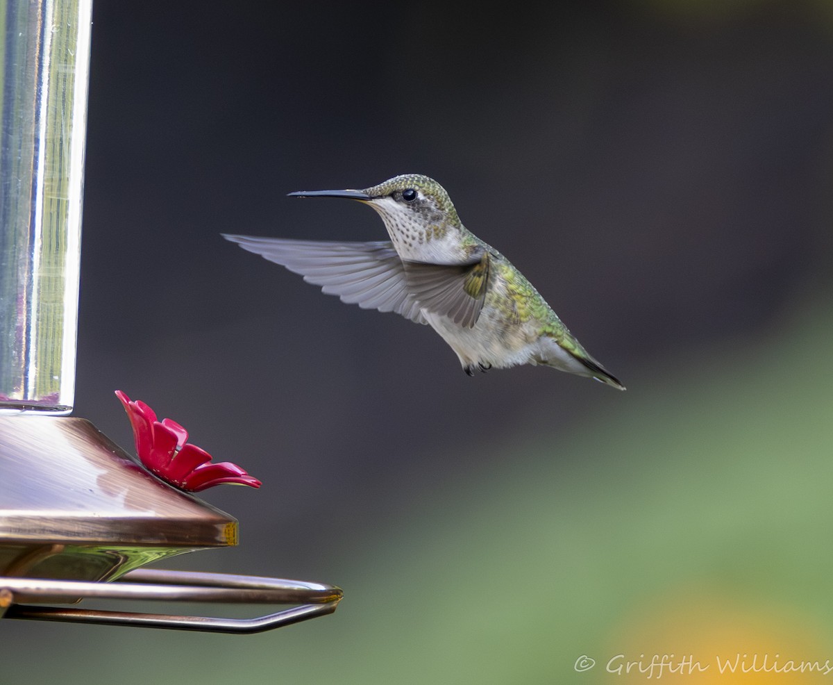 Рубиновогорлый колибри - ML644810277