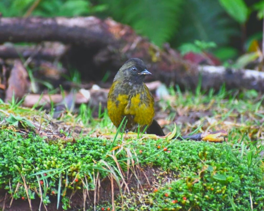 Large-footed Finch - ML644810279