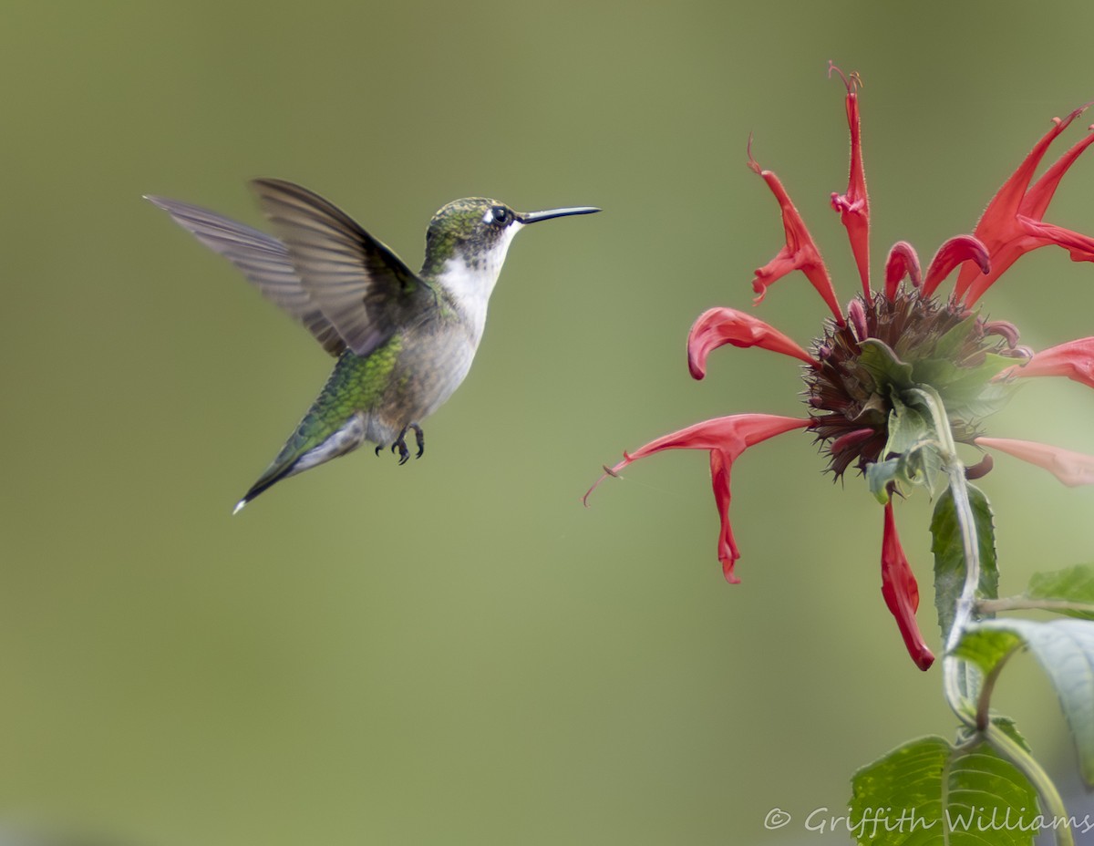 Рубиновогорлый колибри - ML644810280