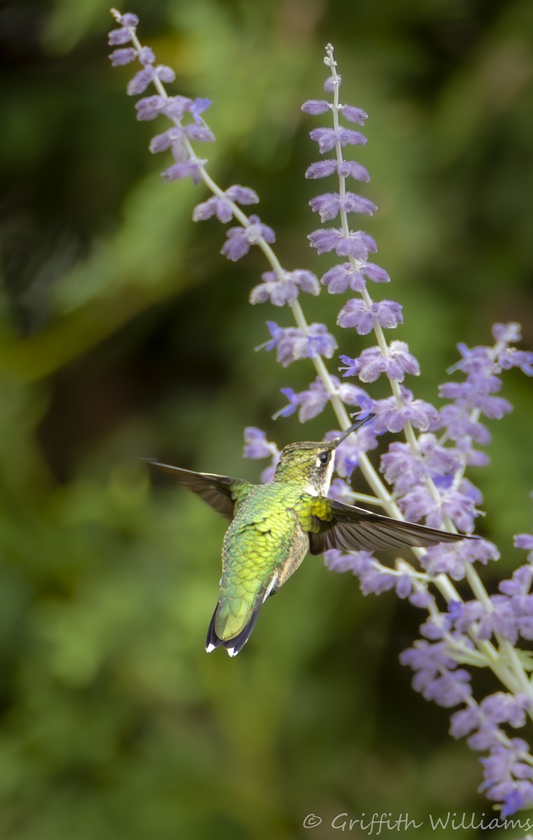 Рубиновогорлый колибри - ML644810285