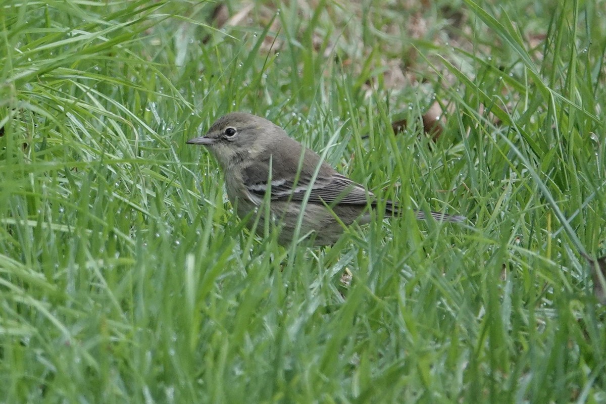 Pine Warbler - ML644810287