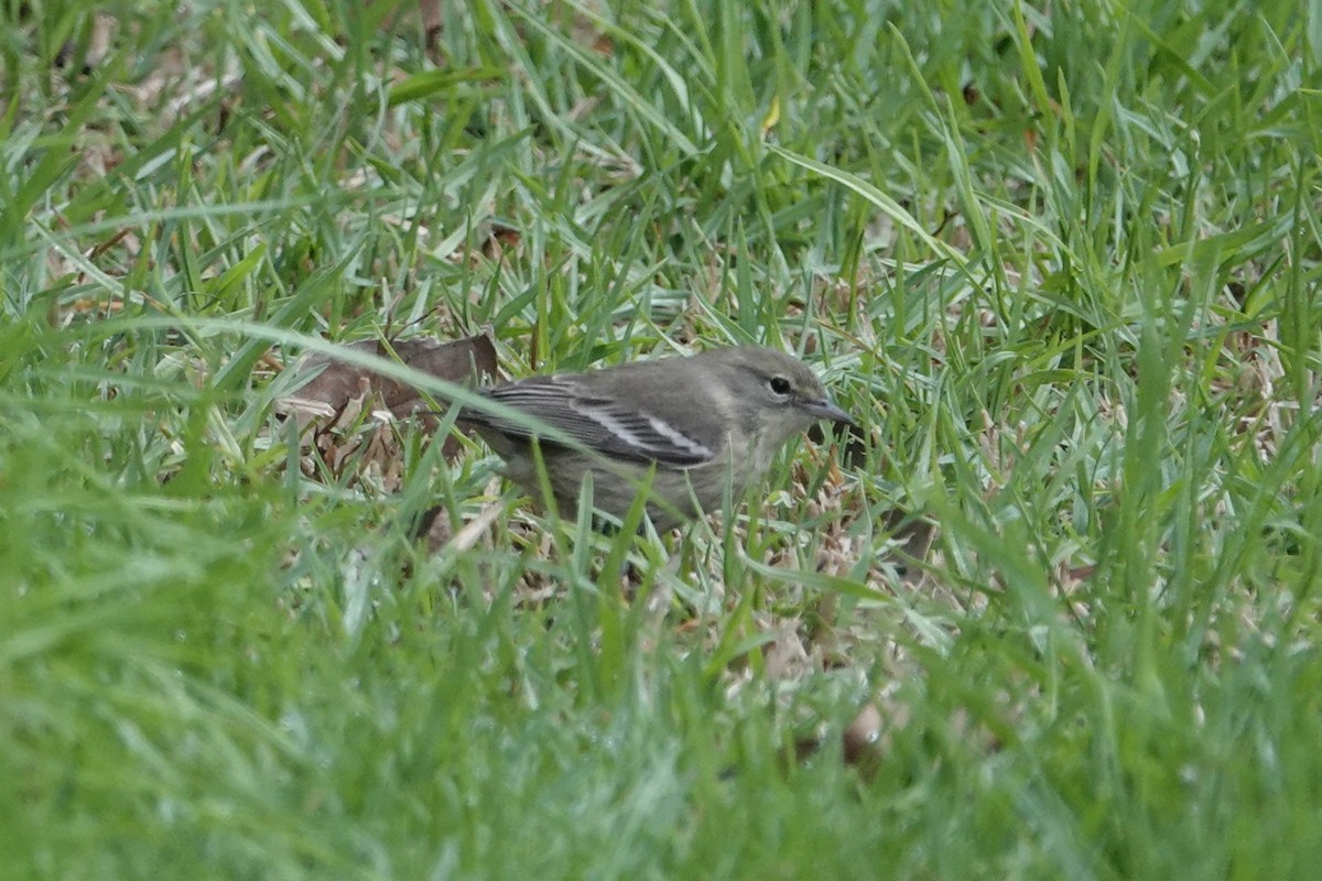 Pine Warbler - ML644810288