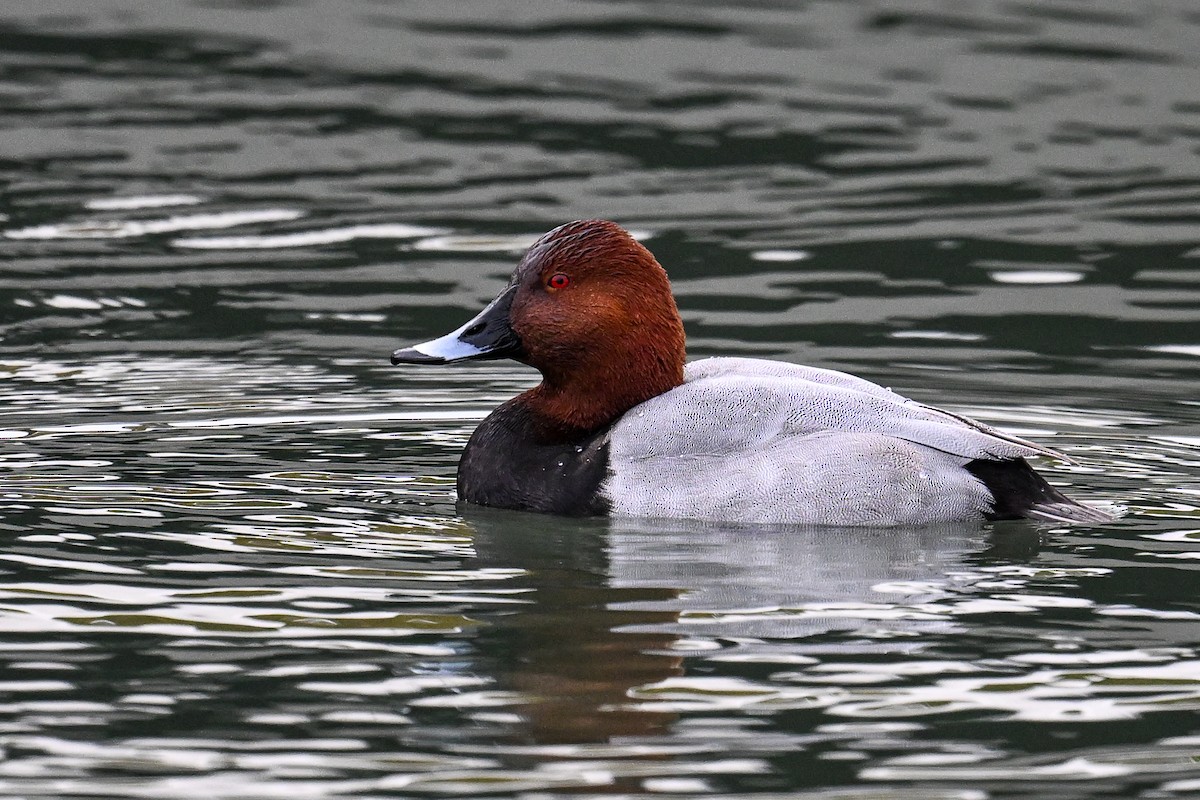 Common Pochard - ML644810289