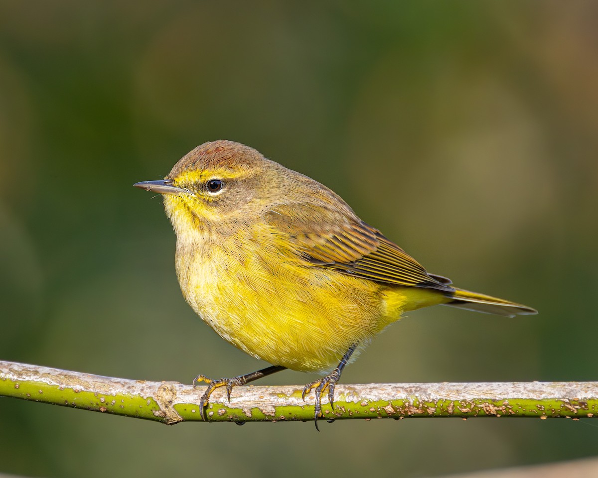 Palm Warbler - ML644810290