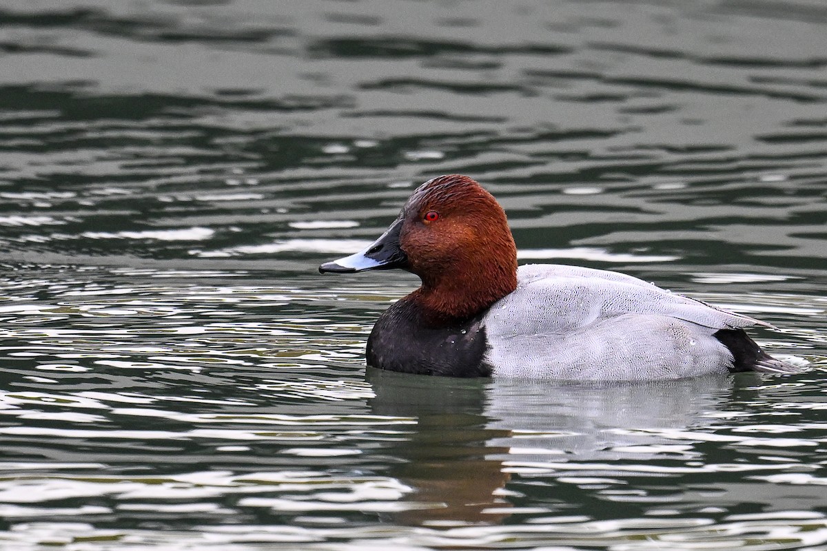 Common Pochard - ML644810291