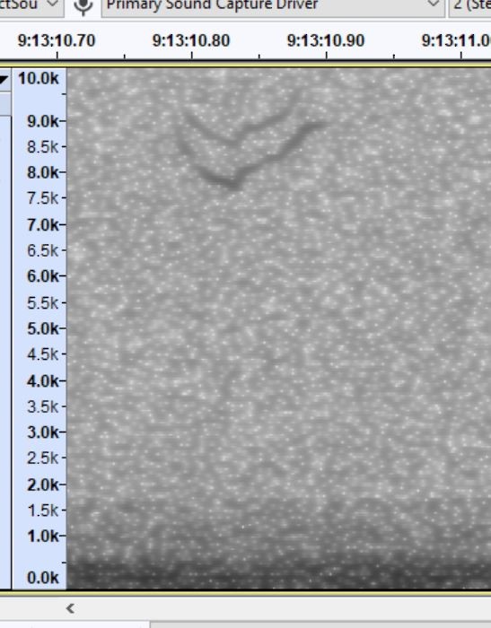 Chipping Sparrow - ML644810292