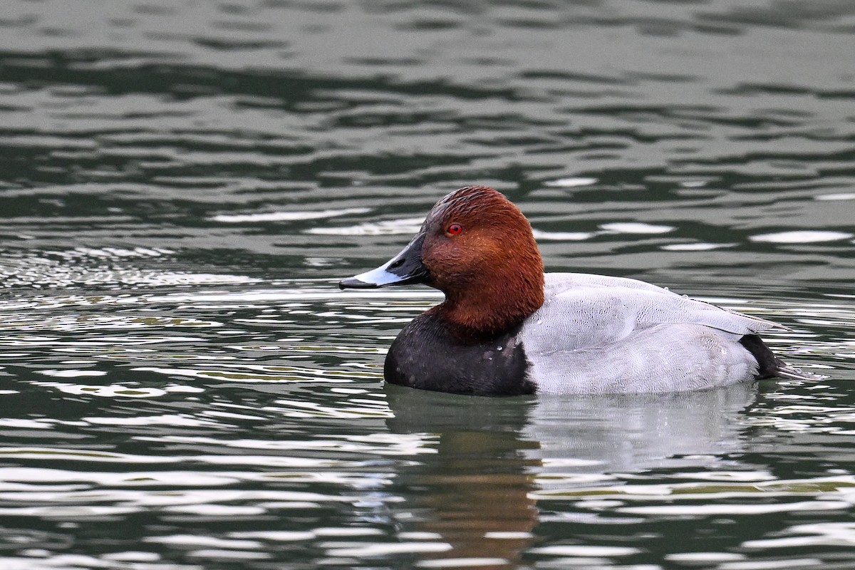Common Pochard - ML644810293