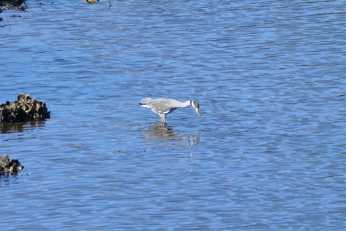 Sarı Tepeli Gece Balıkçılı - ML644810297