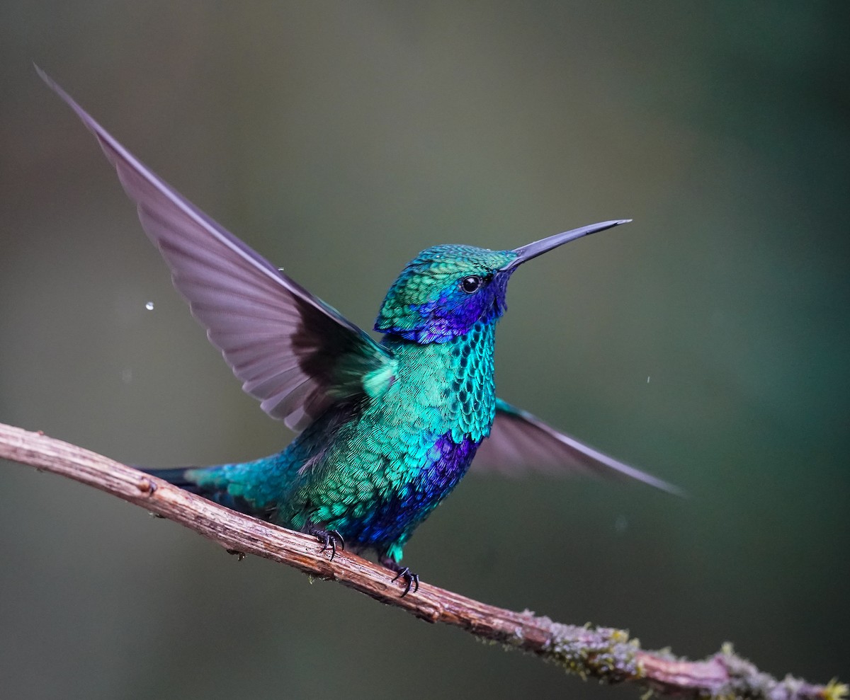 Колібрі синьочеревий - ML644810305