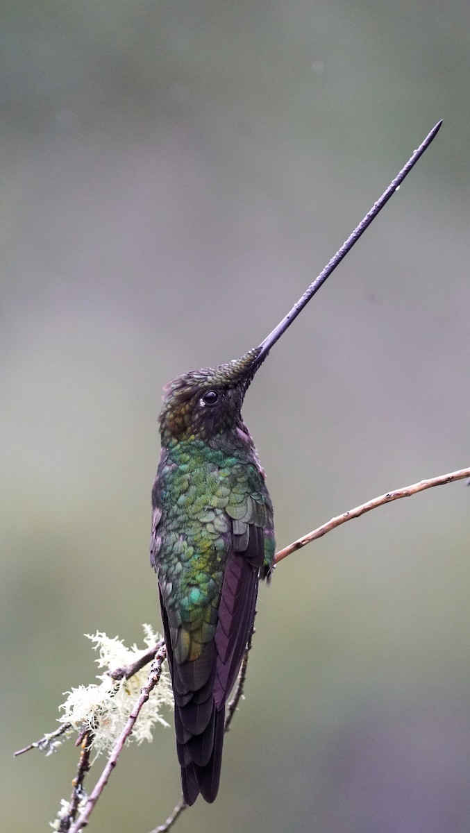 Sword-billed Hummingbird - ML644810310