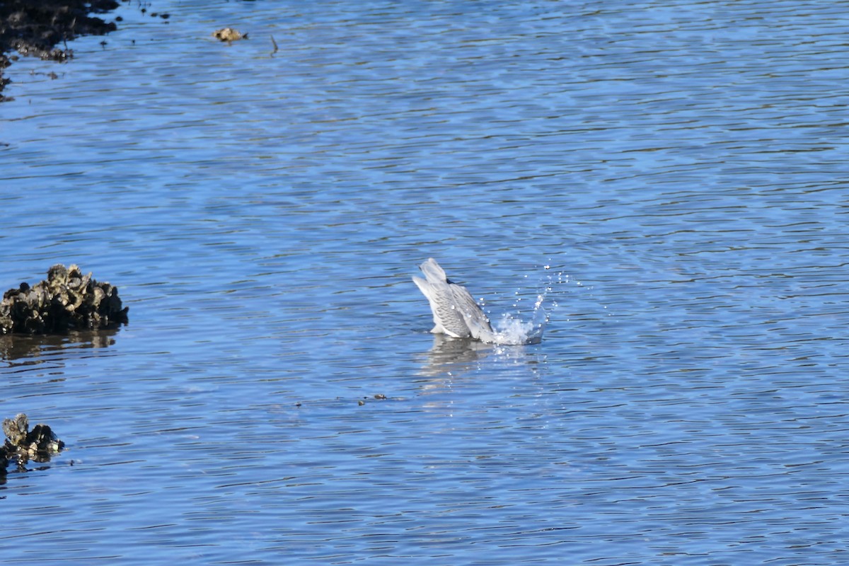 Sarı Tepeli Gece Balıkçılı - ML644810315