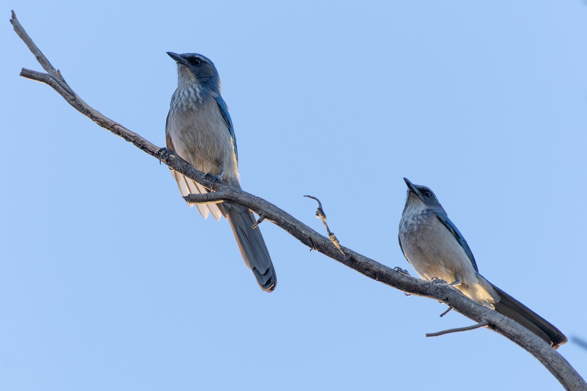 Woodhouse's Scrub-Jay (Woodhouse's) - ML644810316