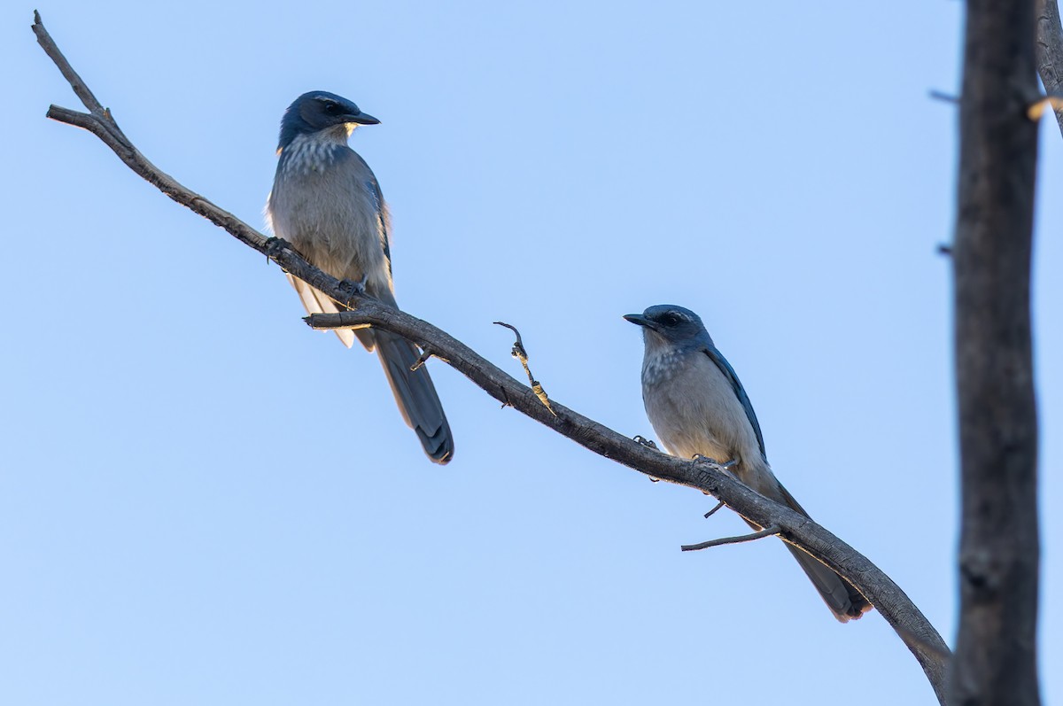 Woodhouse's Scrub-Jay (Woodhouse's) - ML644810319