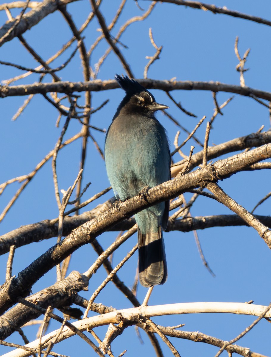 Steller's Jay - ML644810321