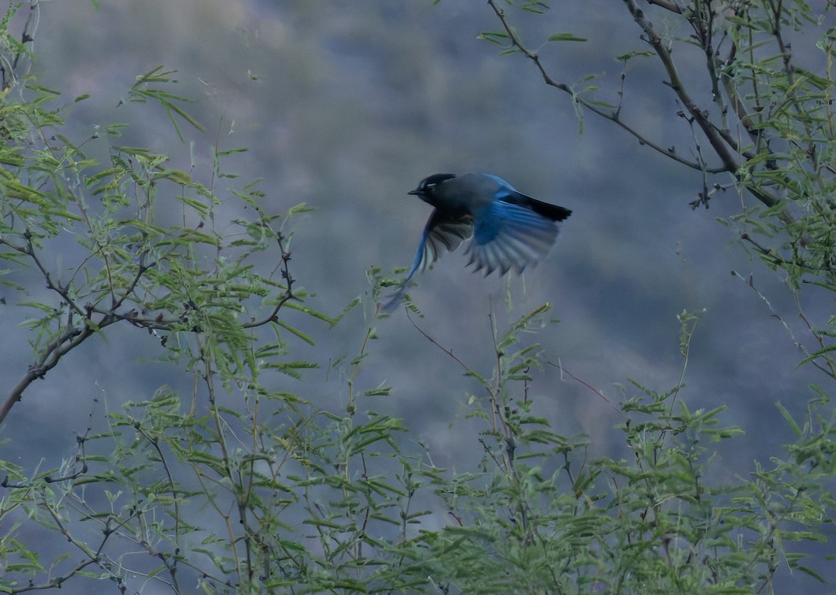 Steller's Jay - ML644810324