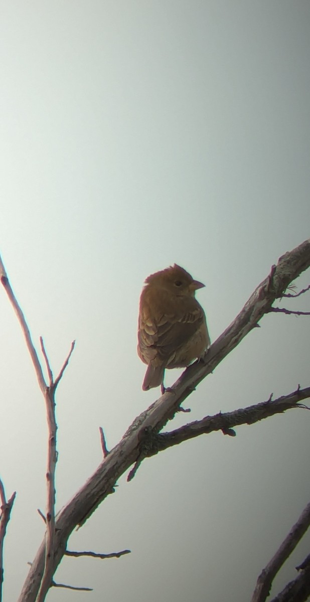 Indigo Bunting - ML644810325