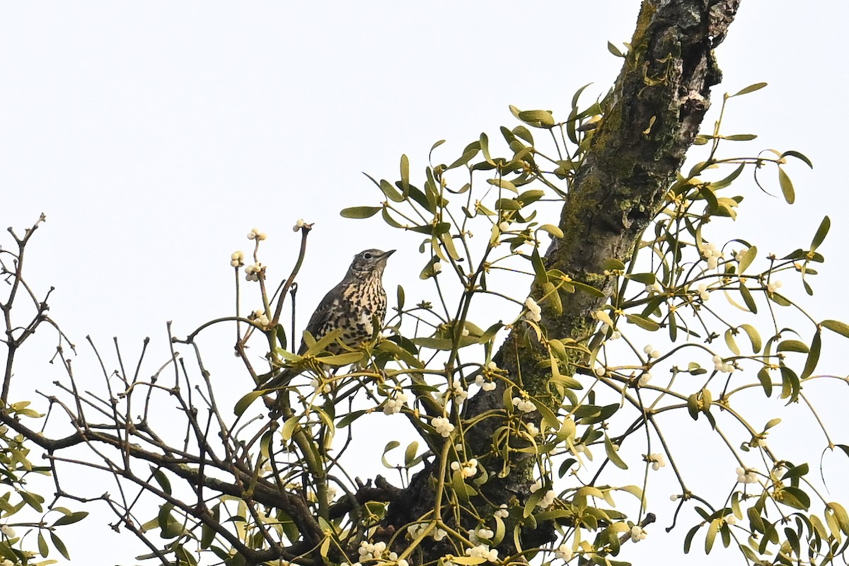 ヤドリギツグミ - ML644810342