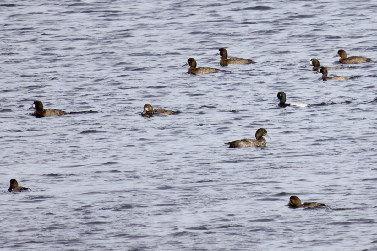 Greater Scaup - ML644810343