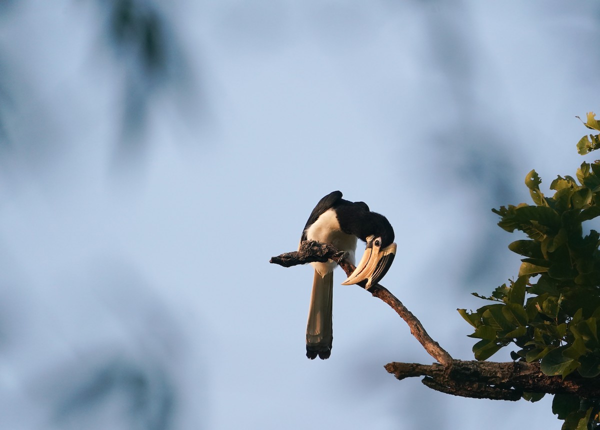 Malabar Pied-Hornbill - ML644810345