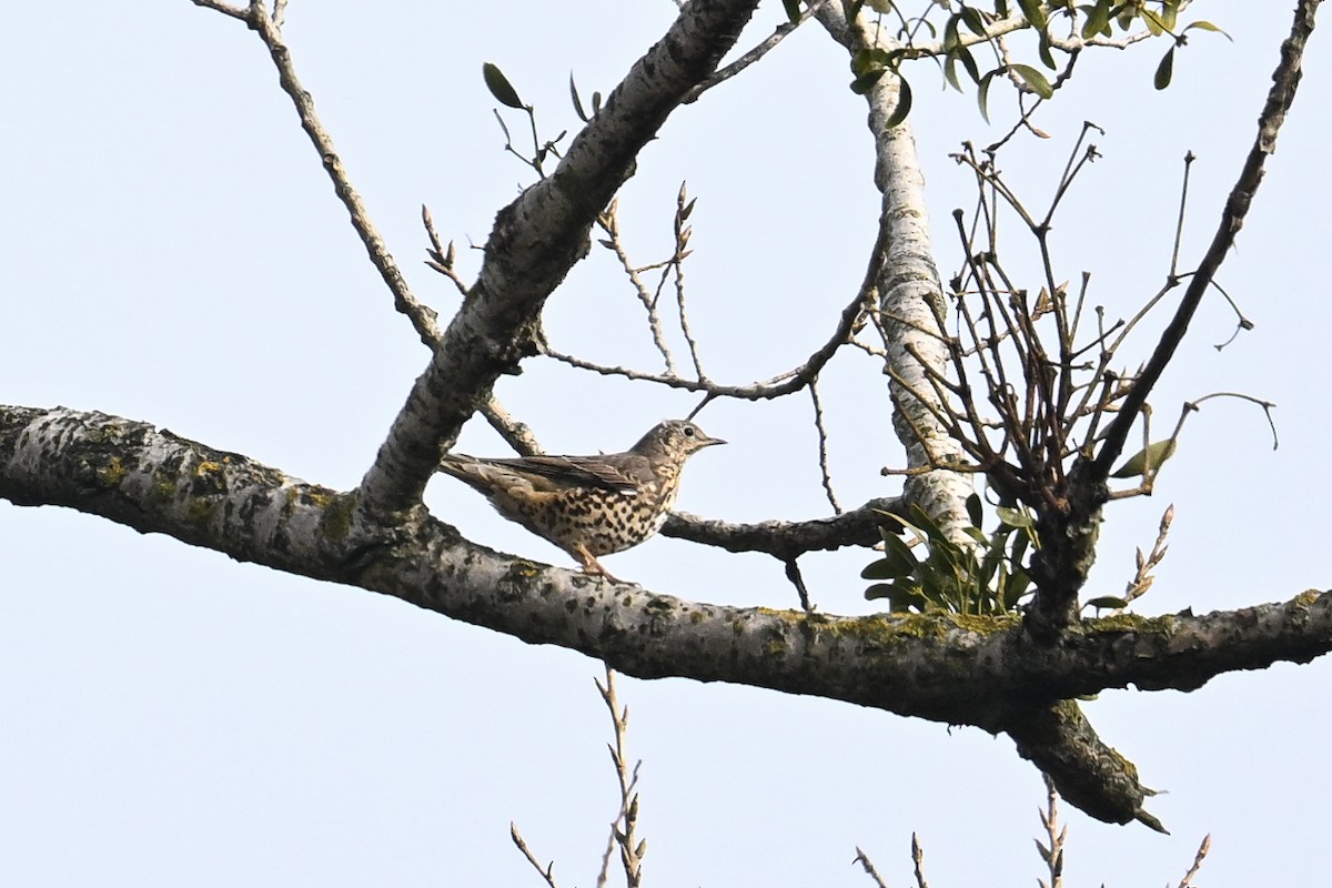 ヤドリギツグミ - ML644810346