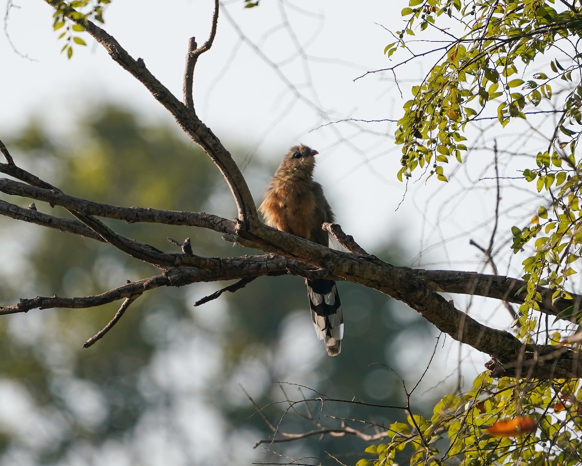 Sirkeer Malkoha - ML644810348