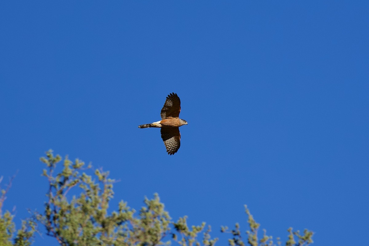 Cooper's Hawk - ML644810354