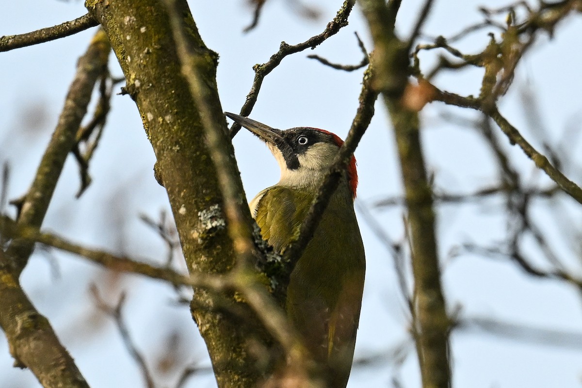 נקר ירוק - ML644810362