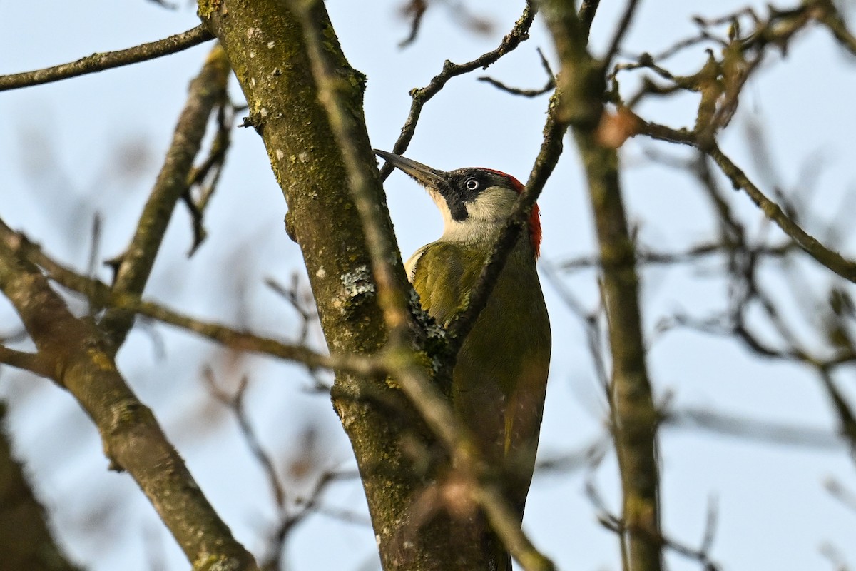 נקר ירוק - ML644810364