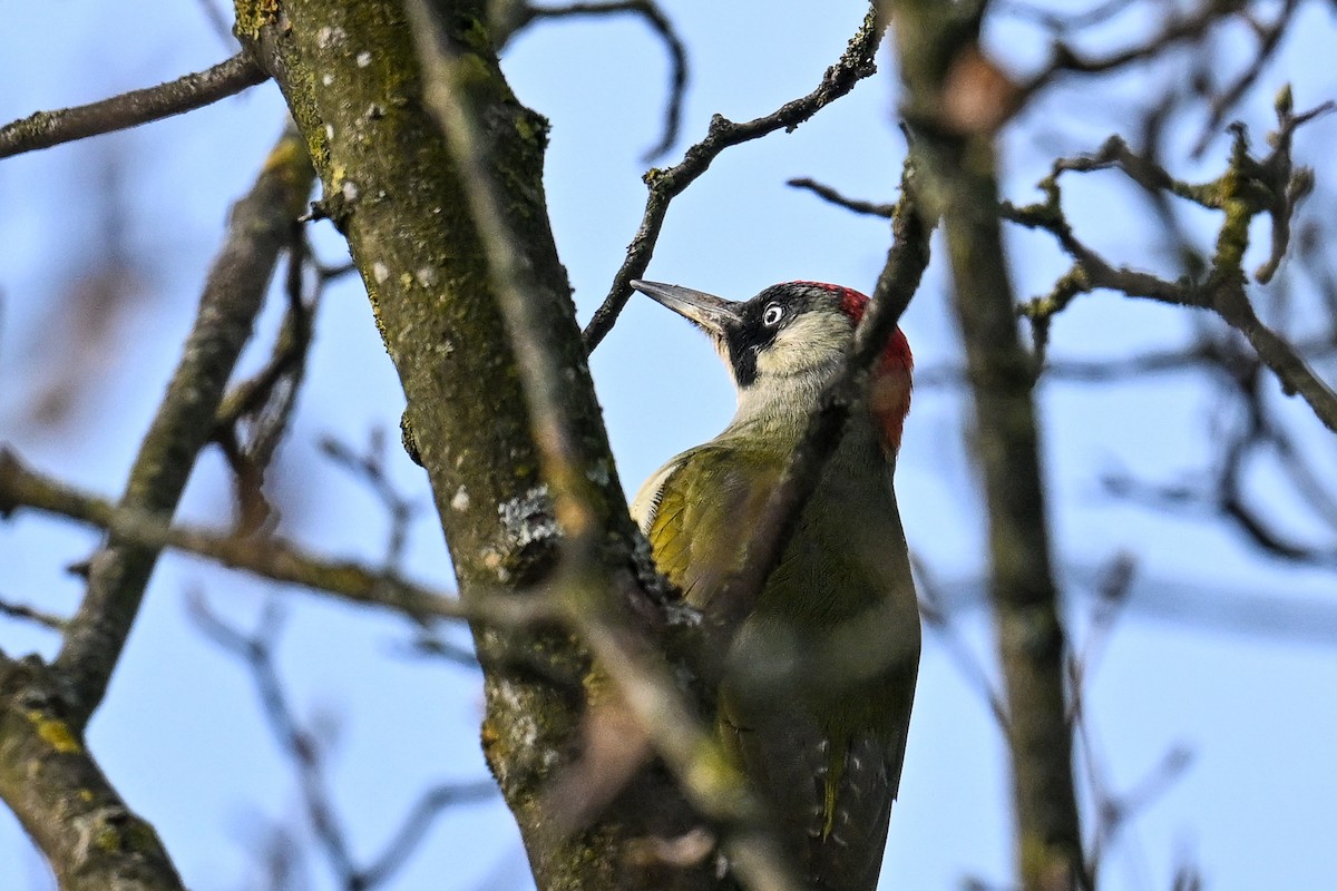 נקר ירוק - ML644810368