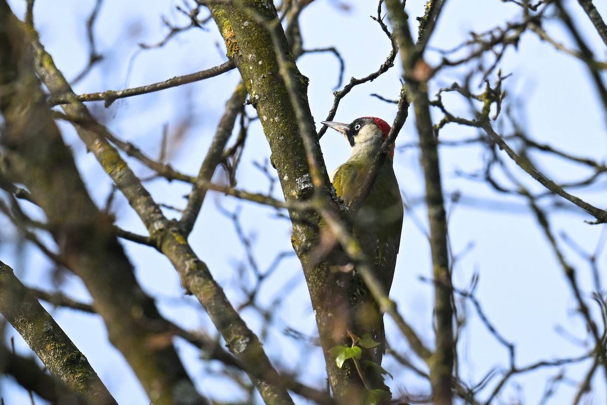 נקר ירוק - ML644810373