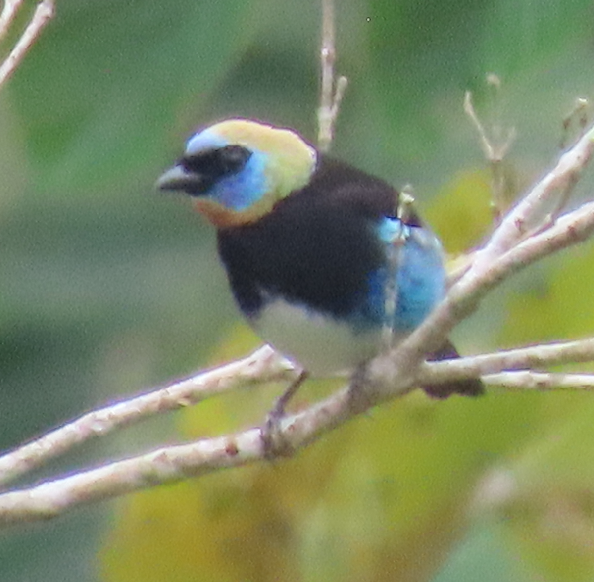 Golden-hooded Tanager - ML644810374
