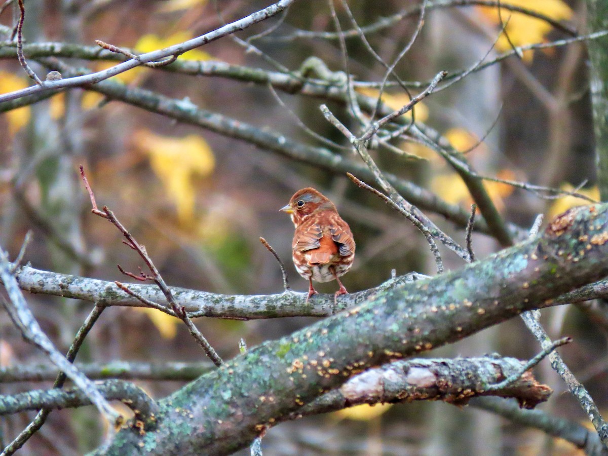 Fox Sparrow - ML644810380