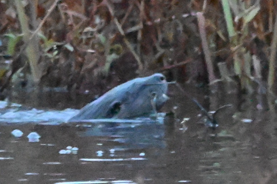 北美水獺 - ML644810389