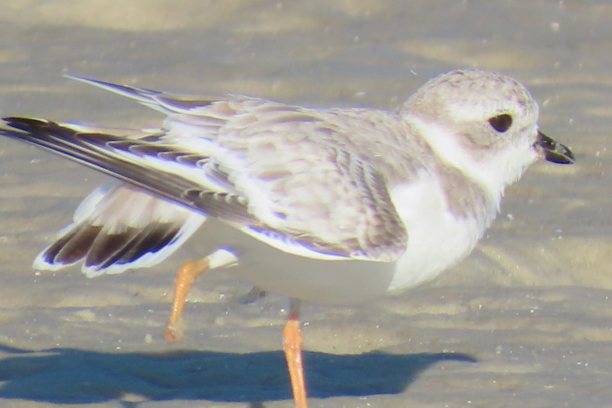 Piping Plover - ML644810391