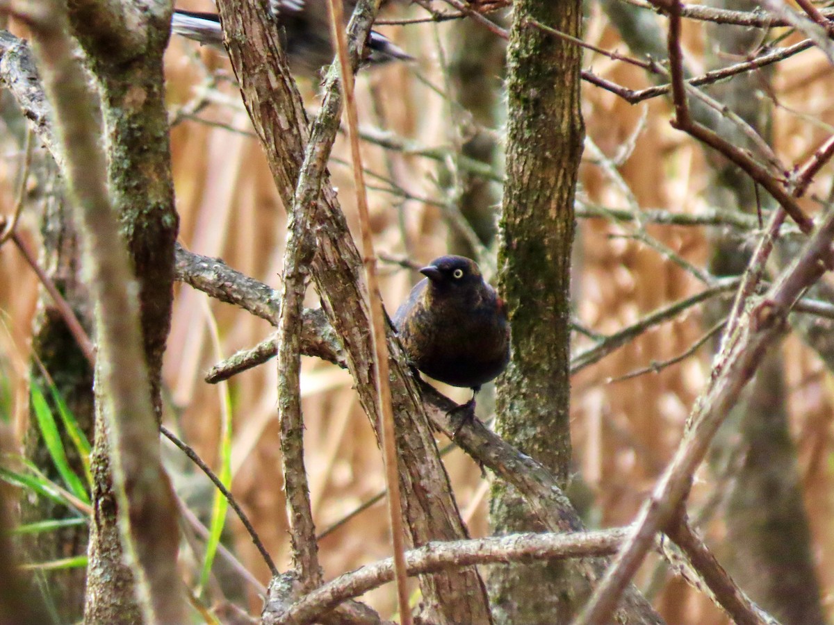 Rusty Blackbird - ML644810393